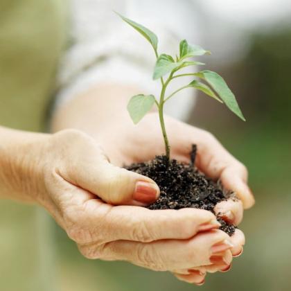 Hands holding plant