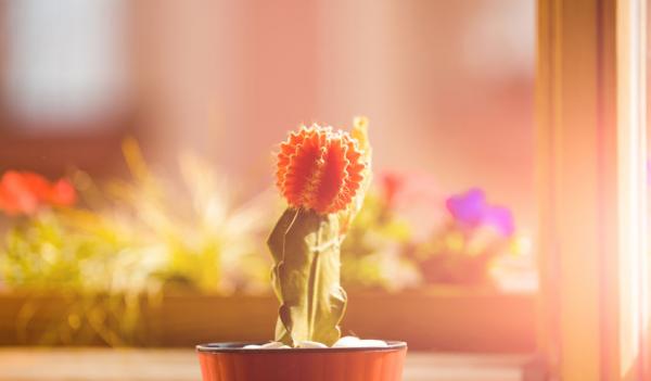 Small flowering cactus in sunlight in front of window